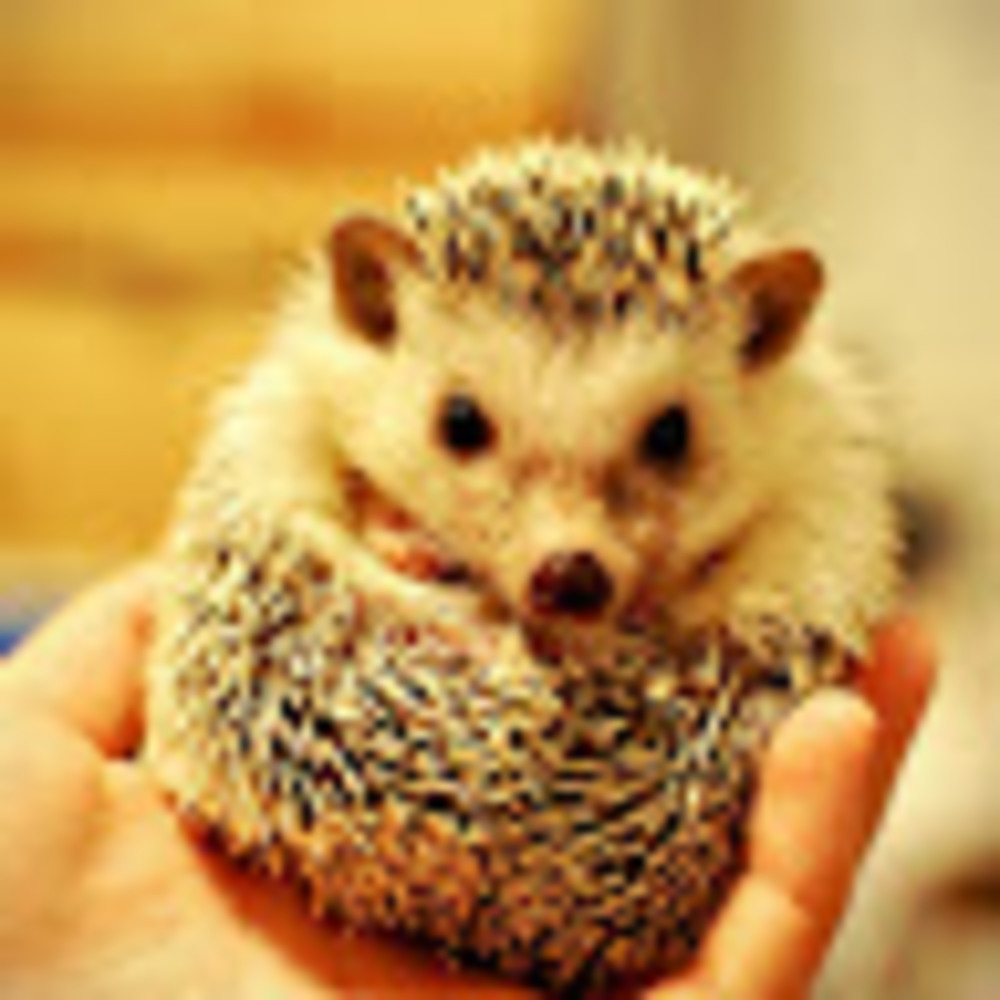 Meet your Posher, Bookntea